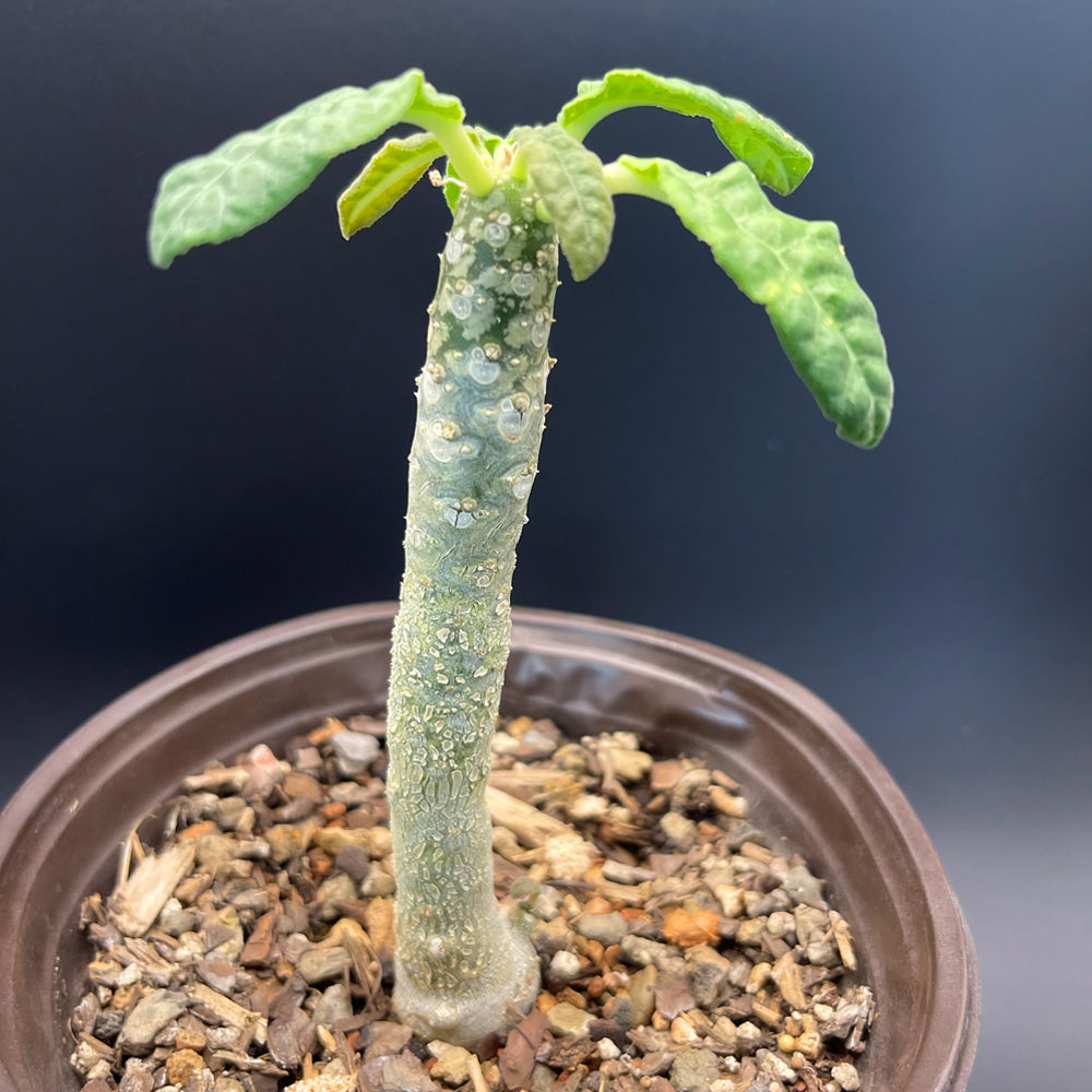 Dorstenia Foetida For Sale Front View