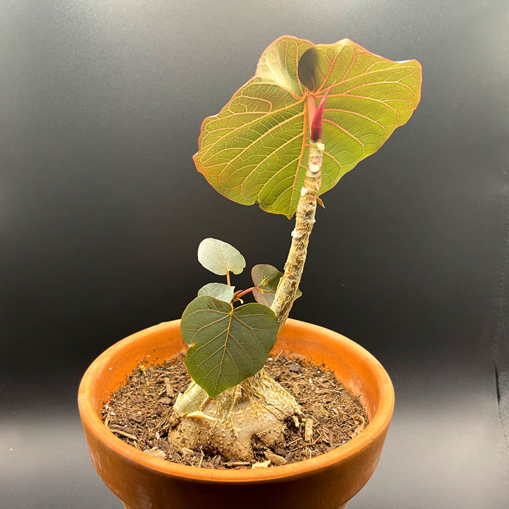 Ficus Petiolaris Rock Fig Front View