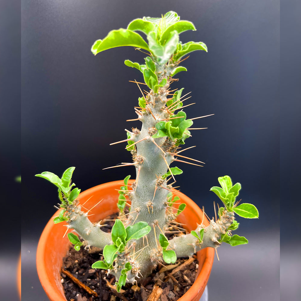 Pachypodium Saundersii For Sale Front View