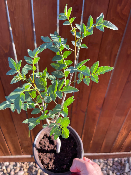 Bursera Fagaroides (Copal)