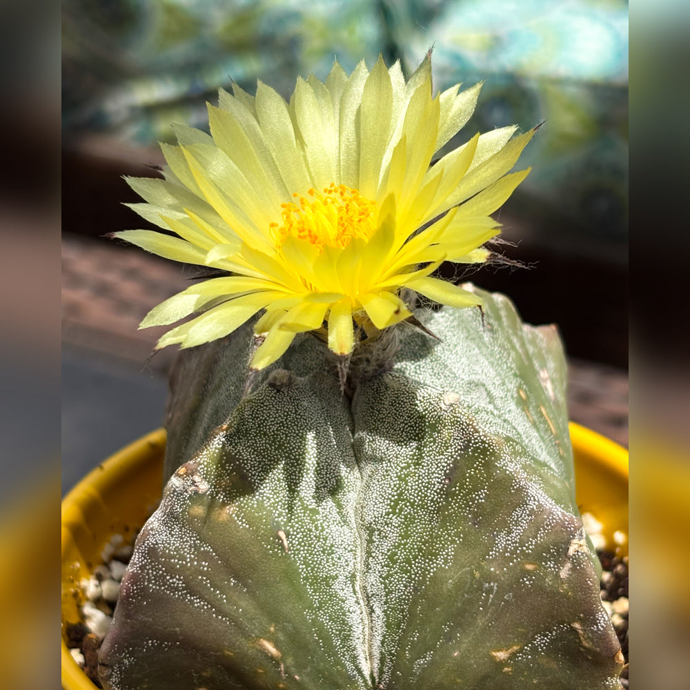 Astrophytum Myriostigma Bishop's Cap Cactus For Sale