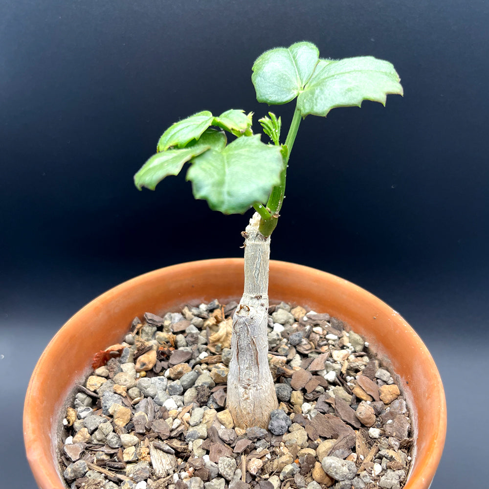 Cyphotemma Quinatum For Sale