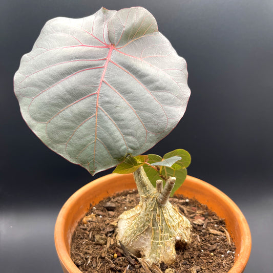 Ficus Petiolaris Rock Fig For Sale Rear View