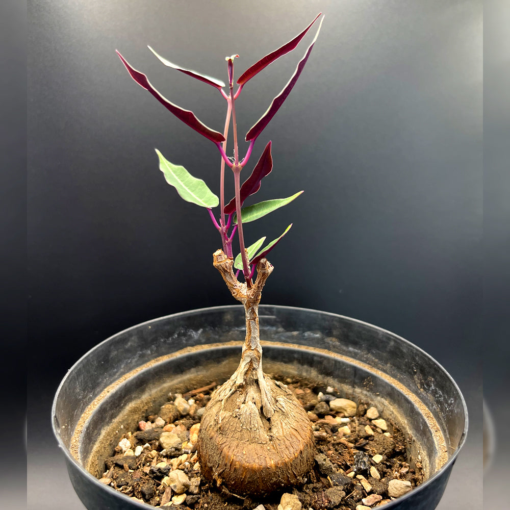 Petopentia Natalensis For Sale Back View