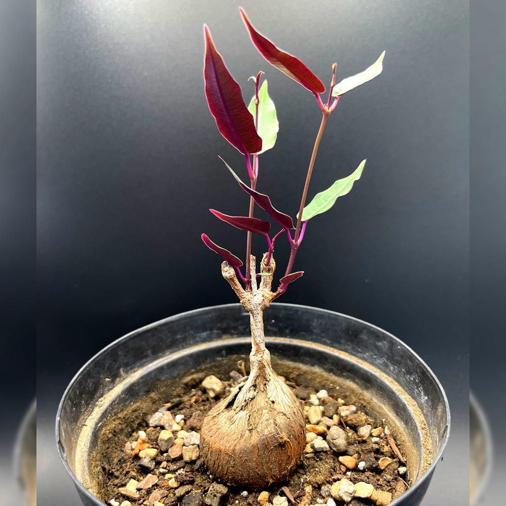 Petopentia Natalensis For Sale Front View