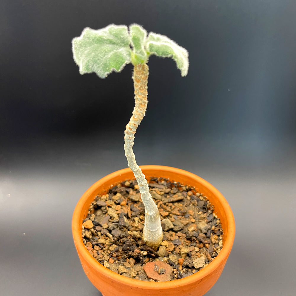 Uncarina Roeoesliana For Sale Front View